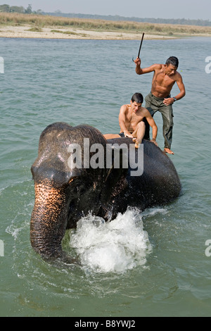 Elephant di balneazione con i turisti in Rapti Rapoti fiume nel Parco nazionale di Royal Chitwan Nepal Foto Stock