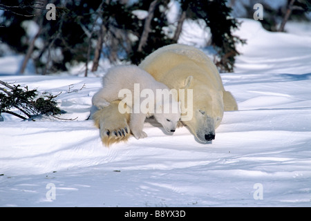 SLEEPING Polar Bear Cub e madre, CANADA Foto Stock