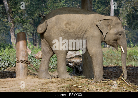 Elephant Breeding Center Chitwan il parco nazionale Sauraha Nepal Foto Stock