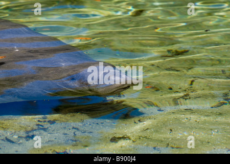 Lamantino in molle blu acqua fresca in arrivo per un po' di tempo a molla aria. Foto Stock