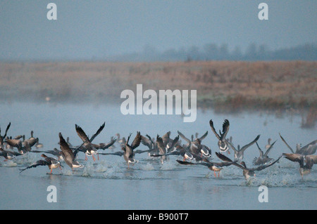 Graylag Oche, Anser anser, sollevamento dall'acqua all'alba, Kent, Inghilterra, l'inverno. Foto Stock