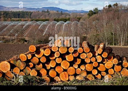 Pile di legname di conifere Tronchi, Perthshire Scozia, Regno Unito, Europa Foto Stock