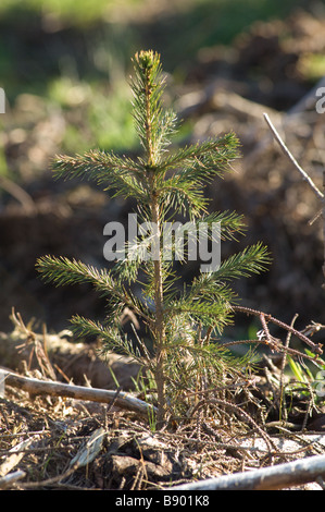 Close up di giovani abete rosso (Picea abies) nella piantagione forestale, North Yorkshire, Regno Unito Foto Stock