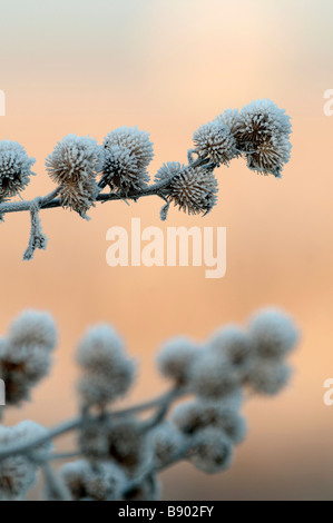 Coperto di brina minore, bardana Arctium minus, Burr seedhead, Kent, Inghilterra. Foto Stock