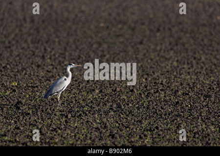 Airone cenerino Ardea cinerea Foto Stock