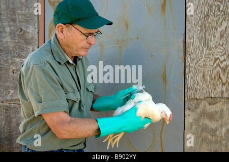 Ricercatore la preparazione di pollame per il campione di sangue. Foto Stock