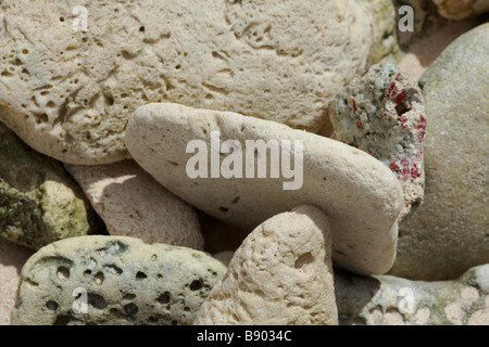 Pezzi di coralli a "Pebble Beach', Barbados, 'West Indies' Foto Stock
