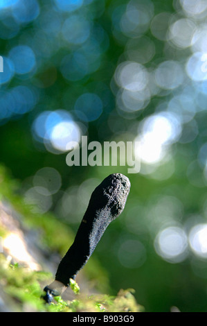 L'Uomo Morto s dita, Xylaria polymorpha, Kent, Inghilterra. Foto Stock