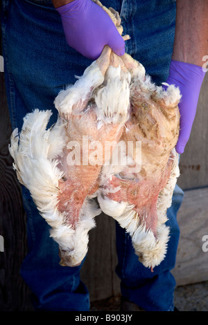 Mani che tengono i polli defunto azienda avicola. Foto Stock