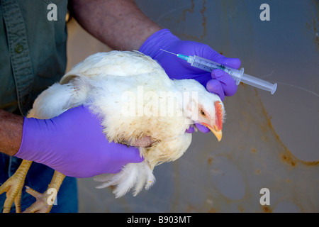 Ricercatore la preparazione del pollame per il campione di sangue. Foto Stock