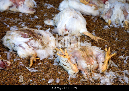 Defunto a polli di allevamento di polli. Foto Stock