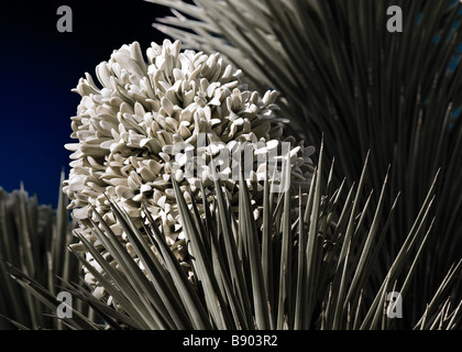 Joshua tree in Bloom. Fotografia Stock da cahyman Foto Stock