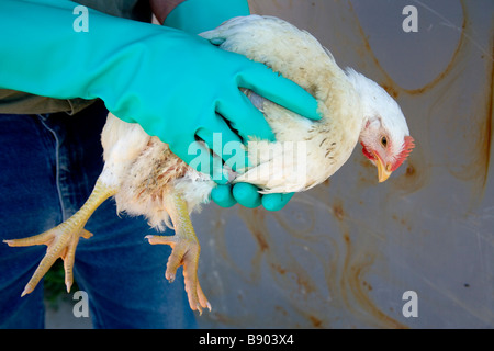 Il Rancher pollame di ispezione per i segni di influenza aviaria. Foto Stock