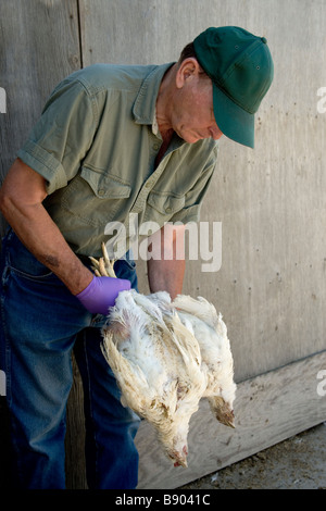 Il Rancher ispezione defunto pollame . Foto Stock