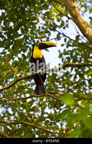 Chestnut-mandibled Toucan (Ramphastos swainsonii) nella penisola di Osa, sud della Costa Rica. Foto Stock