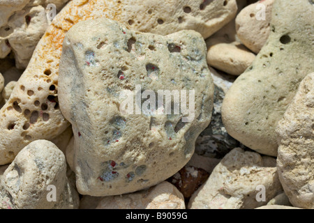 Pezzi di coralli a "Pebble Beach', Barbados, 'West Indies' Foto Stock