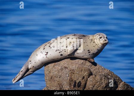 PACIFIC HARBOUR GUARNIZIONE, Monterey, California, U.S.A. Foto Stock