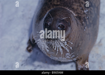 Guarnizione inanellato, Ohotsk, Hokkaido, Giappone Foto Stock