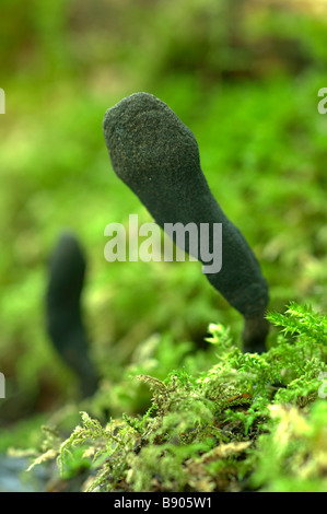 L'Uomo Morto s dita Xylaria polymorpha Kent England Foto Stock