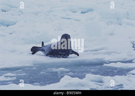 Guarnizione con cappuccio, maschio, Golfo di Saint Lawrence, CANADA Foto Stock