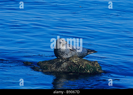 PACIFIC HARBOUR GUARNIZIONE, Monterey, California, U.S.A. Foto Stock