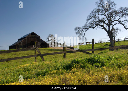 Paese fienile in una fattoria vicino a Rock Creek Road nella valle centrale della California del Nord Foto Stock