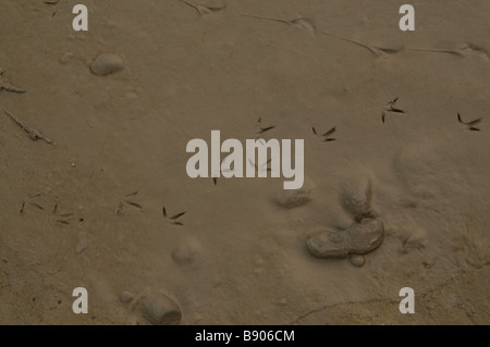 Tracce di uccello sul Fiume Savannah banche, ad alto angolo di visione Foto Stock