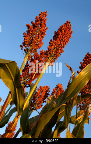 Sorgo pronto per il raccolto Foto Stock