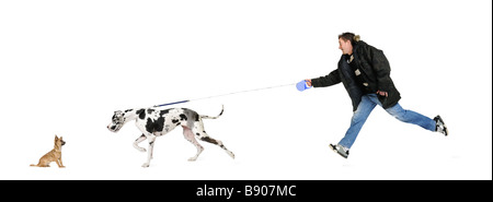 Uomo che cammina il suo cane Alano di 4 anni di fronte a uno sfondo bianco Foto Stock
