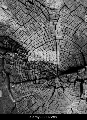 Incrinato ceppo di albero che mostra gli anelli di età in bianco e nero Foto Stock