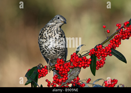 Mistle Thrush Turdus viscivorus su bacche Foto Stock