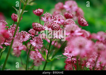 Astrantia grandi 'Rubra' Foto Stock