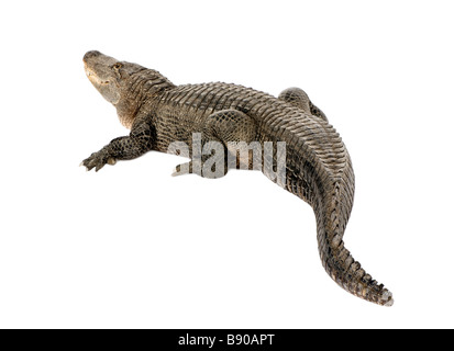 Il coccodrillo americano 30 anni Alligator mississippiensis davanti a uno sfondo bianco Foto Stock