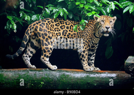 Jaguar - in piedi sul tronco di albero / Panthera onca Foto Stock