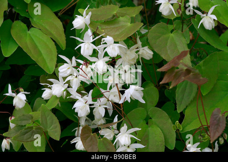 Epimedium youngianum Niveum Foto Stock