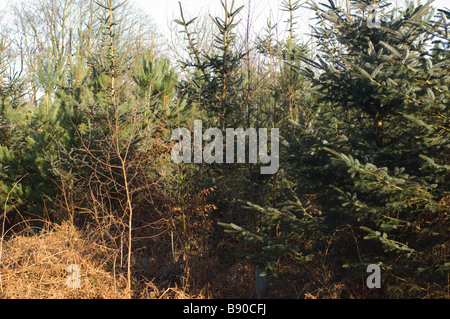 Giovani Sitka Spruce e pini larici nelle segherie di piantagioni forestali, North Yorkshire, Regno Unito Foto Stock