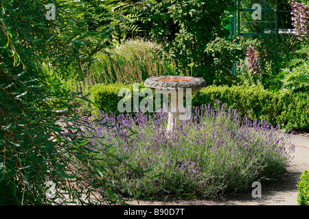 La lavanda, West Dean Gardens, Regno Unito, Europa Foto Stock