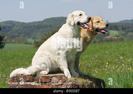 Due Golden Retriever cani - seduta Foto Stock