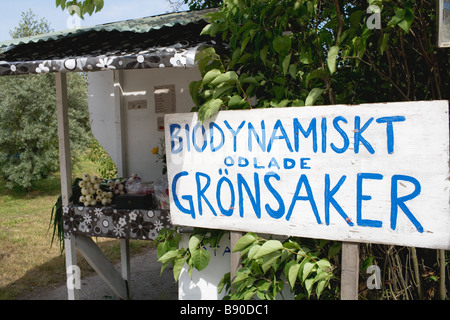 Verdure coltivate biologicamente Oland Svezia. Foto Stock