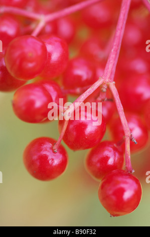 Unione Craneberrybush, viburno Rose (Viburnum opulus), close-up di bacche rosse in tarda estate Foto Stock
