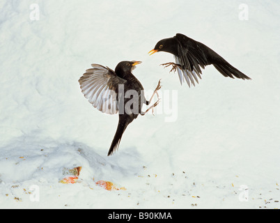 Merlo (Turdus merula). Due maschi combattimenti nella neve Foto Stock