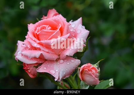 Bellissima rosa rosa chiaro in un giardino fiorito subito dopo la pioggia con gocce di pioggia sui petali. Foto Stock