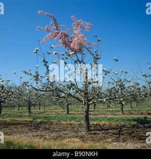 Fioritura rosa apple impollinatrice innestati su una fioritura bianco varietà Kent Foto Stock