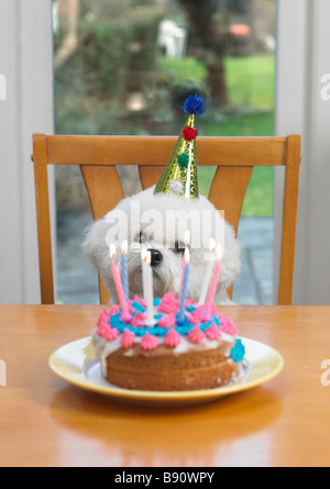 Festa di compleanno del cane giorno d'osso. Torta di compleanno e carino  cane con cupcake e dolci per celebrare il compleanno 10th. Buon Barkday  Foto stock - Alamy