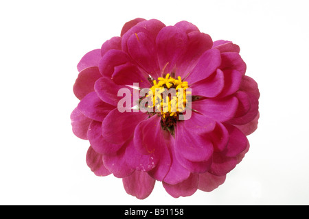 La gioventù e la vecchiaia (Zinnia elegans), varietà: Liliput, fiore, studio immagine Foto Stock