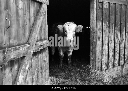 Bull/mucca guardando fuori di un Capannone Foto Stock