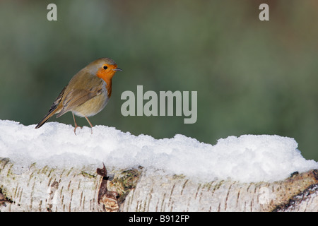 Robin Erithacus rubecula nella neve Foto Stock