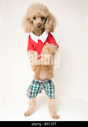 Cane Vestito in vestiti preppy Foto Stock