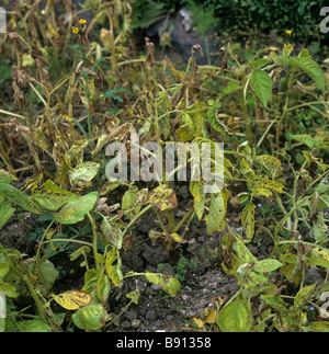 Gravi manganese Mn carenza su piante di patate Foto Stock