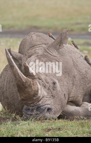 Rinoceronte bianco o piazza a labbro o rinoceronte Rhino nel lago Nakuru Riserva, Kenya, Africa con tre Oxpeckers Foto Stock